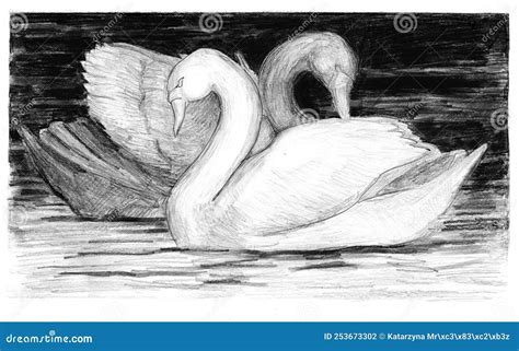 Two Swans in Love Floating on the Water Stock Illustration ...