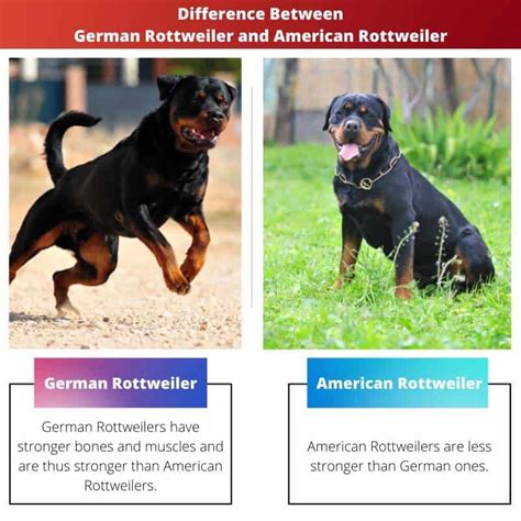 German Rottweiler Vs American Rottweiler Difference And Comparison