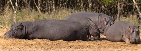 Largest Population of Hippos in South Africa has to be St Lucia KwaZulu ...