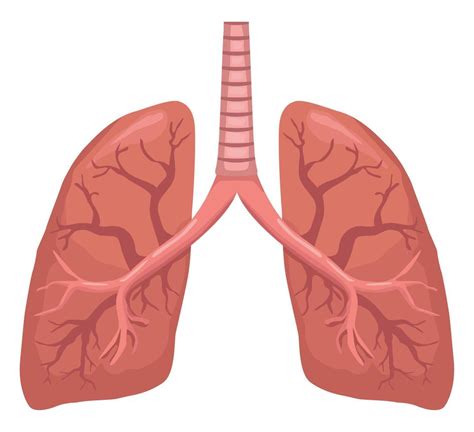 Lungs Realistic Human Organ 10463826 Vector Art At Vecteezy