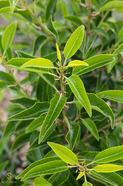 Prunus Lusitanica Angustifolia