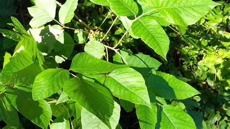 Heres How You Can Identify And Control Poison Ivy Oak And Sumac In