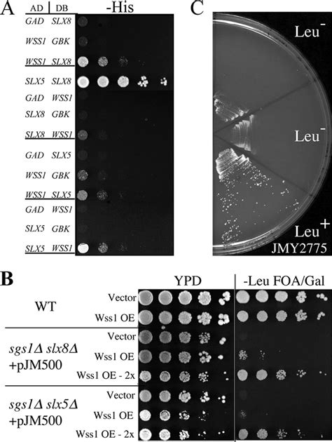 Wss Interacts Genetically With Slx Slx A The Y H Assay Was Used