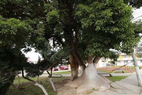 Declaran Rbol Monumental Al Omb Ubicado En Colonia Issste Mira Hidalgo