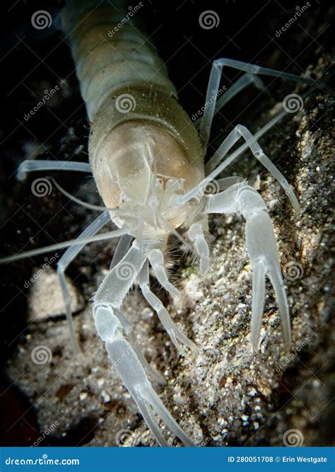 Blind Albino Cave Crayfish (Procambarus Spp) in the Underwater Cavern ...