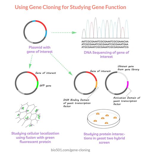 Gene Cloning Applications Genetic Counseling Biology Facts