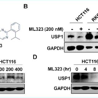 Ml Downregulates Usp Expression In Colorectal Cancer Cells A The