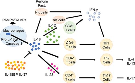 Frontiers | Pathogenic roles and diagnostic utility of interleukin-18 ...