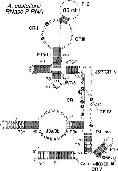 Secondary Structure Of A Castellanii Rnase P Rna He Lices Are Download Scientific Diagram