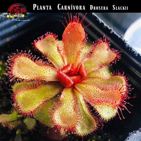 Compre Agora Drosera Slackii A Planta Carnívora Mais Rara e Exótica