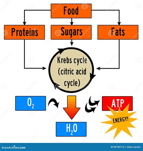 Which Of These Enters The Citric Acid Cycle 8