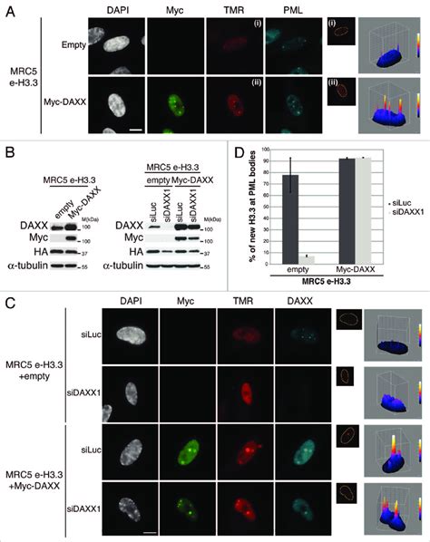 Overexpression Of Daxx Increases New H Localization At Pml Nbs A