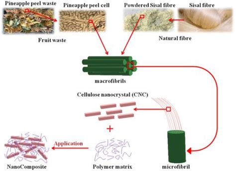 valorization  pineapple peel waste  sisal fiber study