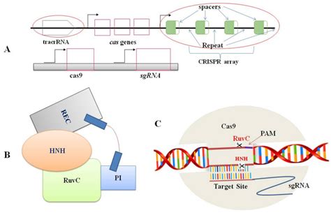 CRISPR Cas9 System Encyclopedia MDPI