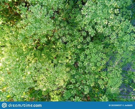 Flores De Perejil En Condiciones Naturales Cultivando Semillas Imagen