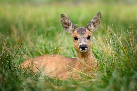 Dierendagvragen Lochemgroen Over Hertenkamp Lochemsnieuws