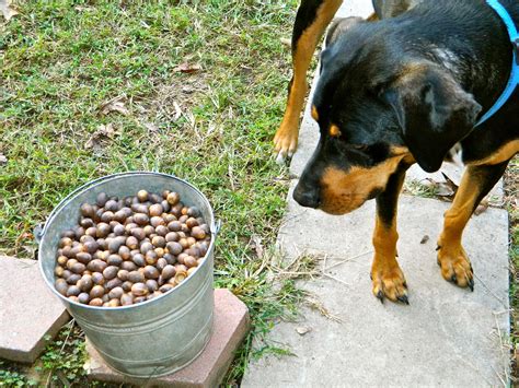 GrowingPhasesFarm: Gathering Acorns to Eat