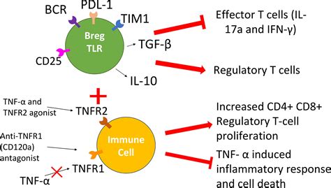 Frontiers Leveraging The Tolerogenic Potential Of Tnf And