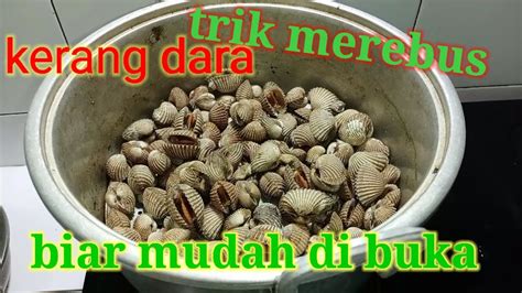 Cara Merebus Kerang Hijau