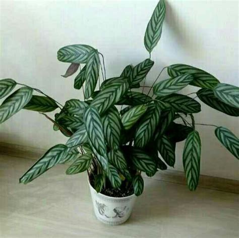 Калатея: сорта и виды с фото, уход в домашних условиях