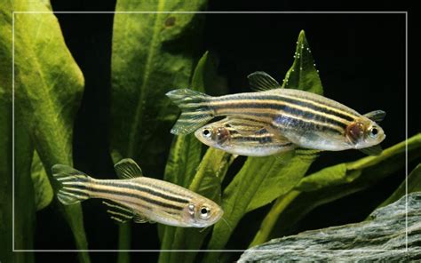 13 Zebra Danio Tank Mates - List of Compatible Species