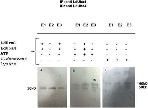 Co Immunoprecipitation Assay Depicting Interaction Between Ldurm1 And