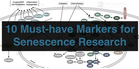 10 Must-have Markers for Senescence Research