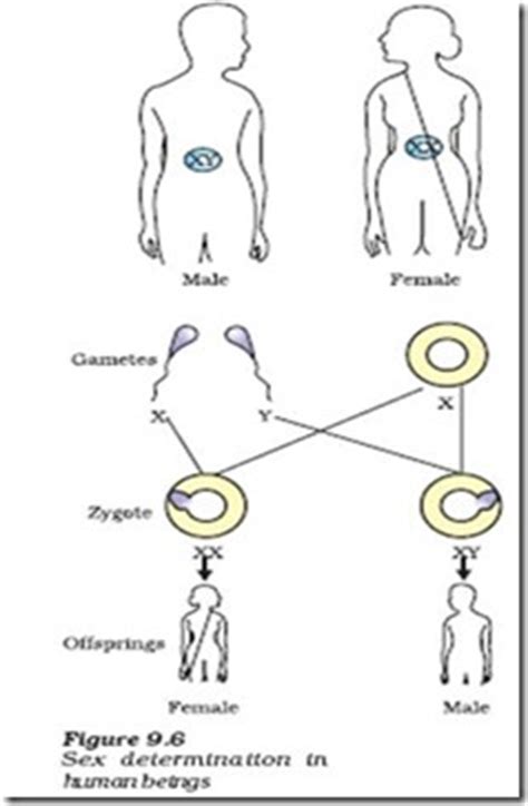 Biology X Heredity And Evolution How Do These Traits Get Expressed And Sex Determination