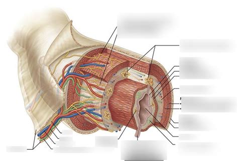 Micro Diagram Quizlet