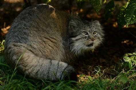 壁纸 性质 草 野生动物 晶须 灌木丛 野猫 动物群 恐惧 隐藏 脊椎动物 猫像哺乳动物 中小型猫 Manul