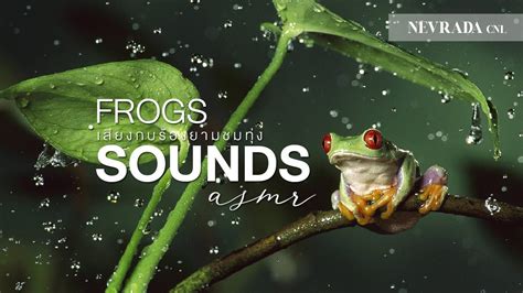 Frog Sounds In The Nature เสียงเขียดร้องยามชมทุ่ง 「relaxing Sounds