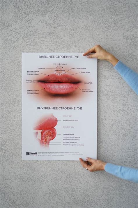 Строение губ | Верхняя губа, Губы, Косметолог