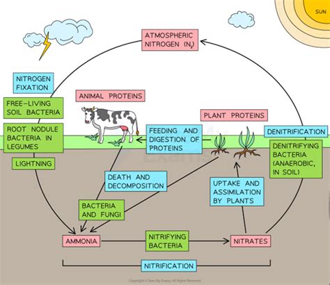 The Nitrogen Cycle Demystifying This Key Concept In Gcse Biology