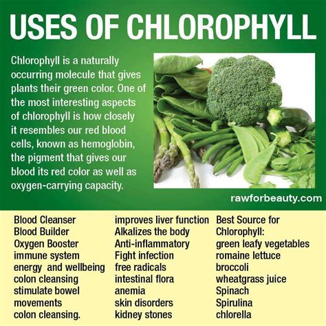 Benefits Of Chlorophyll Chlorophyll Health Health And Nutrition