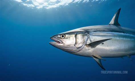 Skipjack Tuna Symbolism And Meaning Your Spirit Animal