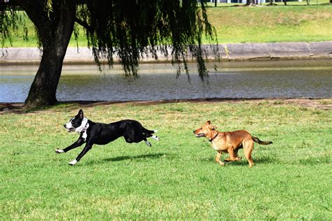Dogs Chasing Deer Photos, Download The BEST Free Dogs Chasing Deer