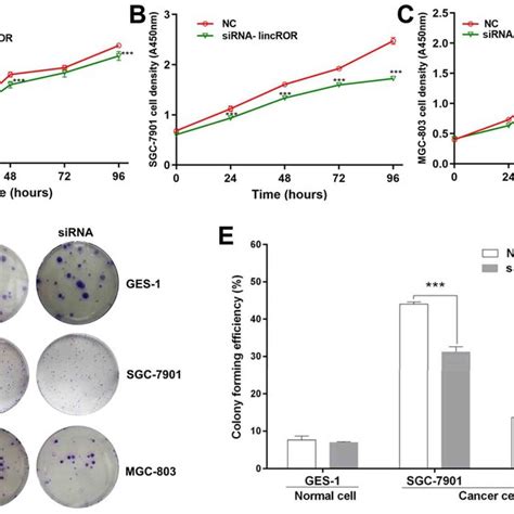 Knockdown Of Linc Ror Obstructs Cell Horizontal Migration A B And