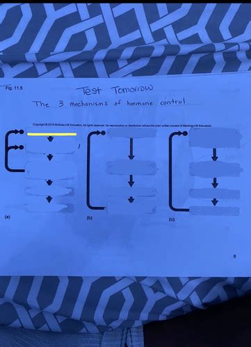 chapter 11 labeling Flashcards | Quizlet 