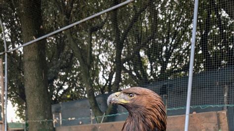 Gwaihir L Aquila Reale Trovata Gravemente Ferita In Campagna Salvata