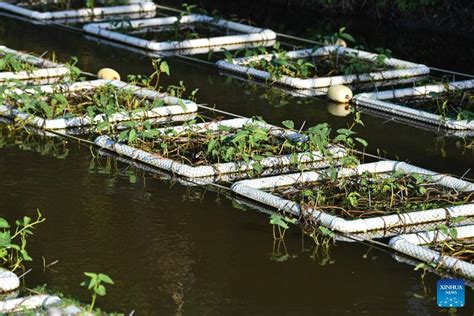 K Nstliche Schwimmende Inseln Zur Wasserreinigung China Org Cn