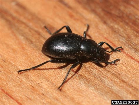 Darkling Beetle Eleodes Extricata