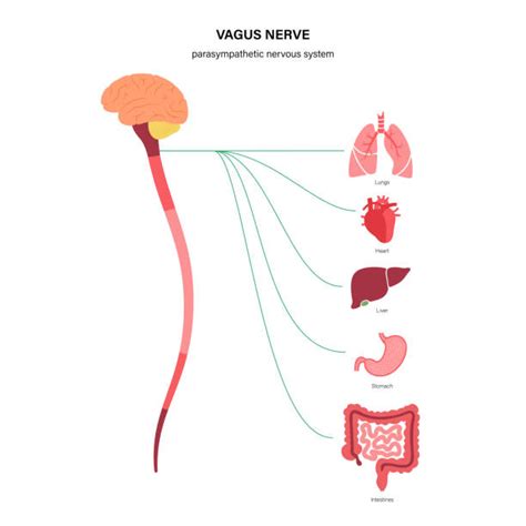 grafiken lizenzfreie vektorgrafiken und clipart zu nervus vagus