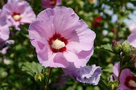 14 Stunning Varieties of Purple Hibiscus - Petal Republic