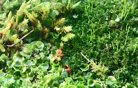 Moss Identification for Beginners – The Botanics Shop at Royal Botanic Garden Edinburgh