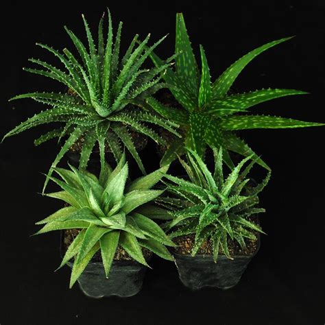 Beginner S Set Of 4 Aloe India S 1 Online Garden Store Buy Cactus