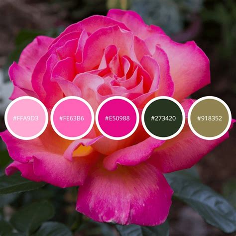 color palette  pink rose  leaves color palette color pink rose