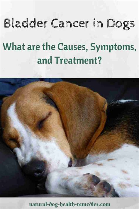 What Causes Bladder Cancer In Dogs