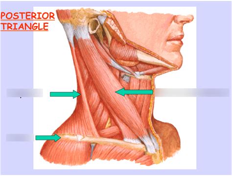 Posterior Triangle Of The Neck Diagram Quizlet