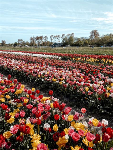 9 Leuke Bloemen Pluktuinen In Nederland Van Tulpen Tot Pioenrozen