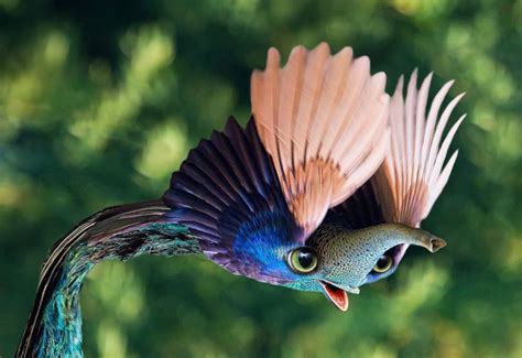 Psbattle Flying Peacock R Photoshopbattles